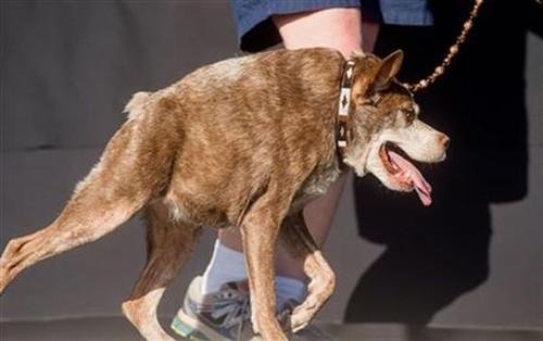 本年度全球最丑狗：外表凶残形似“钟楼怪人”